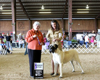 Mastiff #8 Sat Select Bitch Christi Keller & Courtney Dieckman Judge I Fertl LR Houston Mar 2013