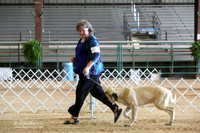 Mastiff Ring Sat LR Houston Mar 2013