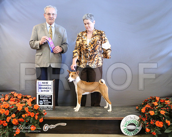 Basenji-8031-LR
