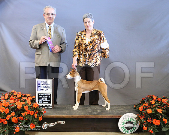 Basenji-8036-LR