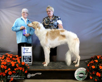 Borzoi #7 Sat Best of Breed Judge M Purkhiser LR Houston Mar 2013