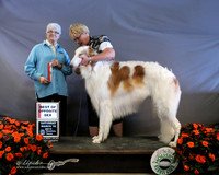 Borzoi #7 Sat Best of Opposite Sex Jean Durdin Agent Jill Bell Judge M Purkhiser LR Houston Mar 2013