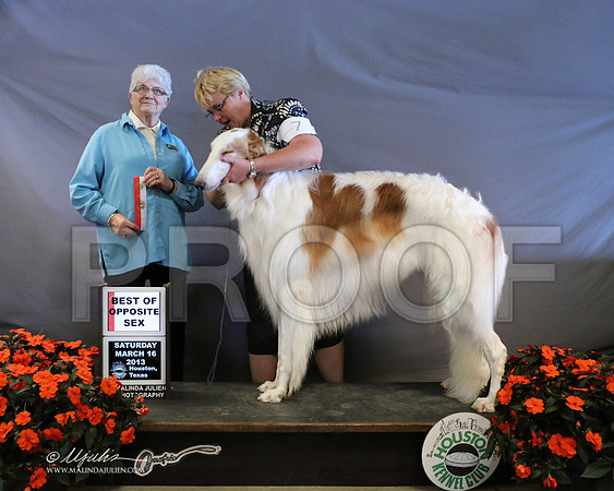 borzoi-8137-LR