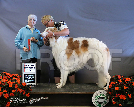 borzoi-8138-LR