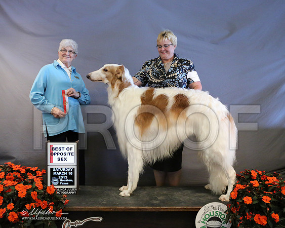 borzoi-8140-LR