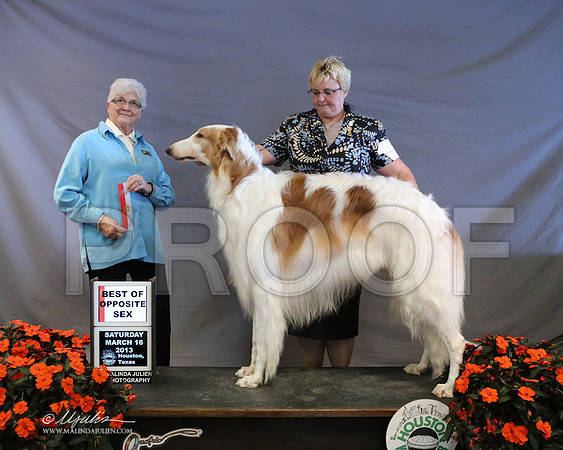 borzoi-8143-LR