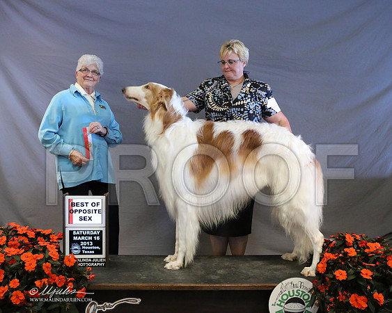 borzoi-8148-LR