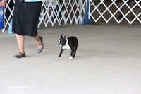 Boston Terriers #40 & 17 Tina Starr Ring Sun LR Houston Mar 2013