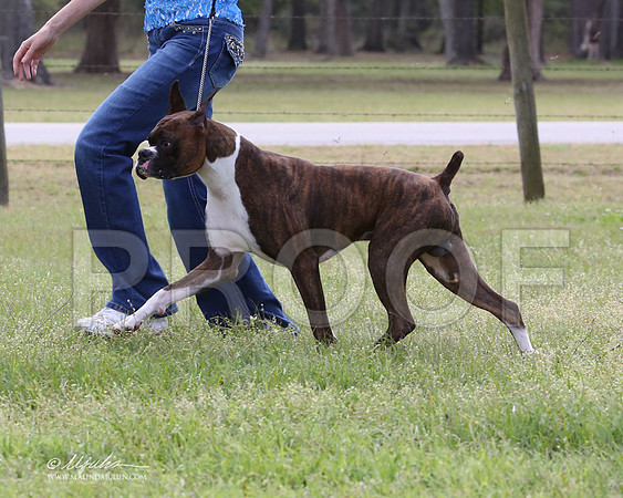 boxer-9321-LR