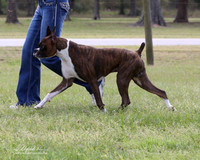 Boxer #21 Barbara Wage Terri Galle LR Houston Mar 2013
