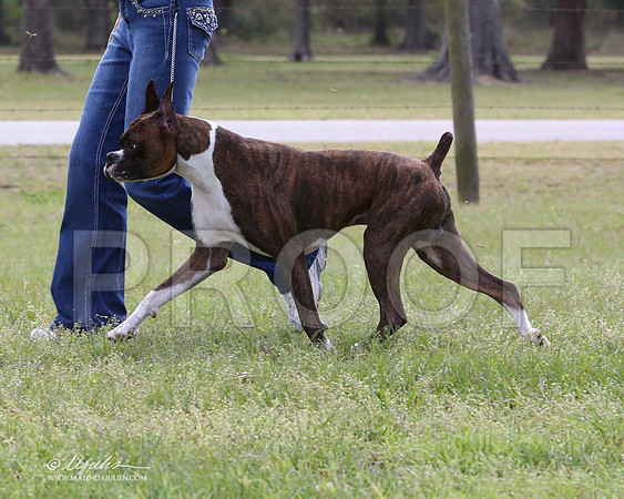 boxer-9323-LR