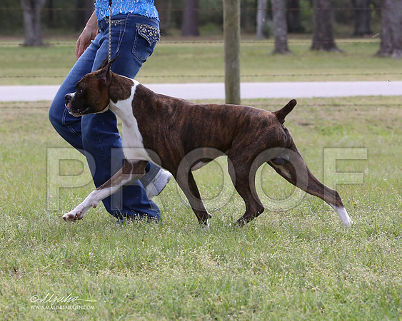 boxer-9326-LR