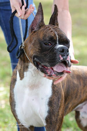 boxer-9334-LR