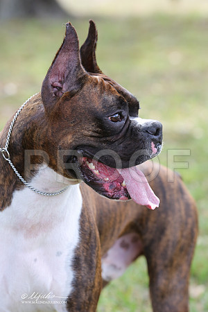 boxer-9335-LR