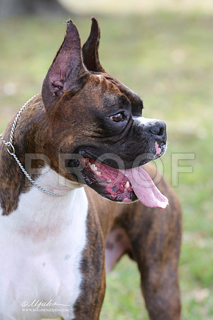 boxer-9336-LR