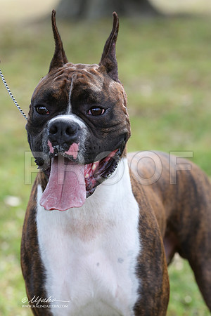 boxer-9337-LR