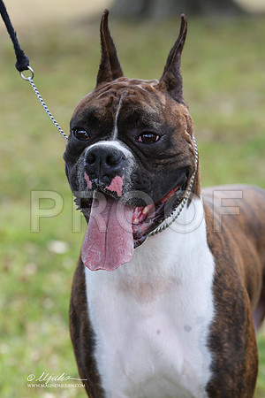 boxer-9338-LR