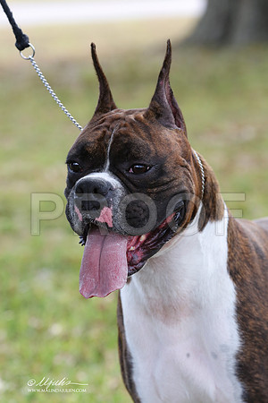 boxer-9339-LR