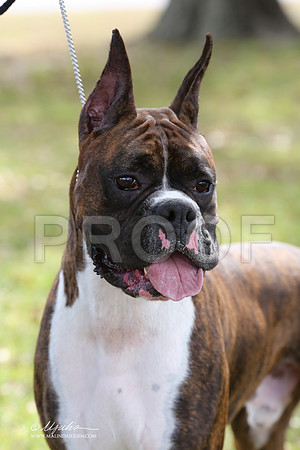boxer-9340-LR