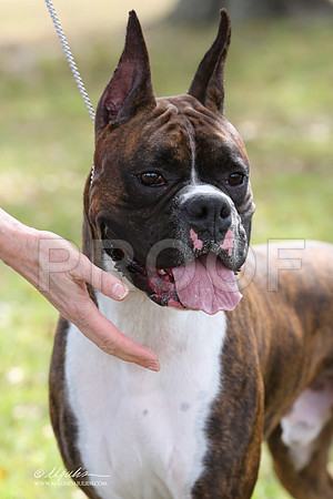 boxer-9341-LR