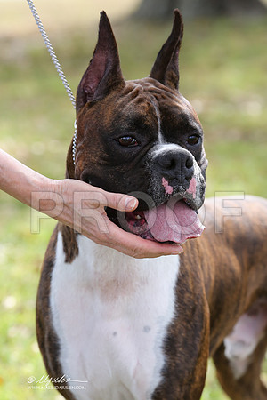 boxer-9342-LR