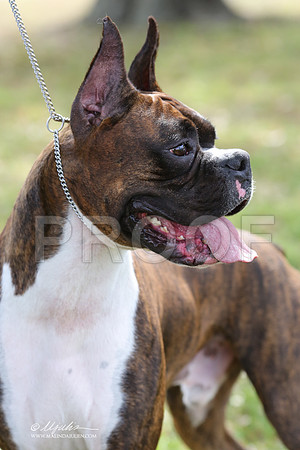boxer-9343-LR