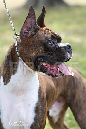 boxer-9344-LR