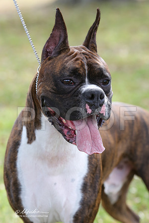 boxer-9346-LR