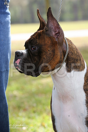boxer-9347-LR