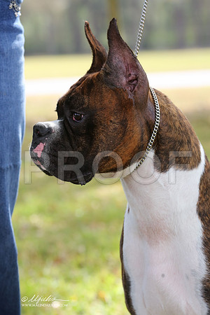 boxer-9348-LR