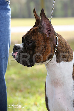 boxer-9350-LR