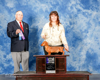Dachsund Smooth #7 Sun Maj WD Staggs Karen and Barbara Starnes Judge Donald Gill