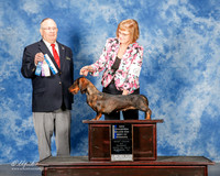 Dachsund Wirehaired #6 Sun NC Maj BOW Nichols Brends Judge Donald Gill