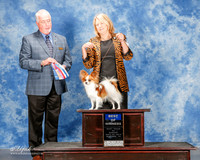 Papillon #6 Sun BOW Greathouse Martha Judge Steve Keating