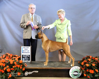 Boxer #9 Sat Best of Winners Karen McCrory & Jessica Gunn Judge J Purkhiser LR Houston Mar 2013