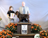 Boykin Spaniel #14 Sat Best of Breed Greg & Michelle Copeland Judge C Vogels LR Houston Mar 2013