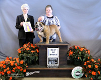 Bulldog #9 Sat Best of Breed Steve Staples Judge N Cartwright LR Houston Mar 2013
