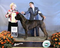 Cane Corso #5 Sat Working Group 3 Griffith Hunder & Laura Barton Judge K McFarlane LR Houston Mar 2013
