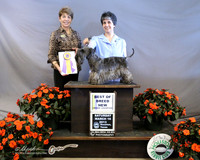 Cesky Terrier #5 Loren Marino & Liana & Alexander Kapustiana Judge S Goldberg LR Houston Mar 2013