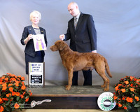 Chessapeake Retriever # 16 Sat Best of Breed Tammy Dennis Judge J McGinnis  LR Houston Mar 2013