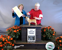 Chihuahua Smooth #23 Sat Toy Group 3 Joyce Standish & S Chavez & J Ward & William McCollister Judge J Allen  LR Houston Mar 2013