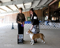 Colored Bull Terrier #14 Sat Best of Opposite Sex Sagullo Salomon Cocoa Jiminez Judge S Goldberg LR Houston Mar 2013