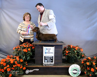 Dachshund Long Coat #22 Melissa Sworab Judge P Hlatky LR Houston Mar 2013