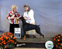 Doberman Pinscher #12 Sat Best of Breed Linda George White & Sandra & Rick King Judge K McFarlane  LR Houston Mar 2013
