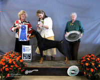Doberman Pinscher #12 Sat Working Group 1 Linda George White & Sandra, & Rick King Judge K McFarlane LR Houston Mar 2013