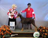 Doberman Pinscher #20 Sat Susan Claggett & Charles B & Ashlee J Judge K McFarlane LR Houston Mar 2013