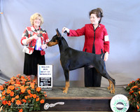 Doberman Pinscher #? Sat Best of Winners Nikki McGlendon Judge K McFarlane LR Houston Mar 2013