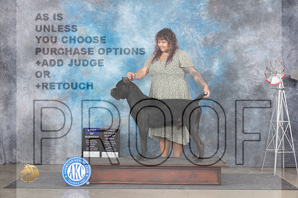 Cane Corso #11 Fri BOWOHBOB Judge Pat Trotter r__JP_5480_Amarillo_2024_HR3