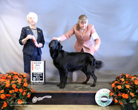 Flat Coated Retriever #10 Lamora Cole Judge J McGinnis LR Houston Mar 2013
