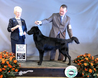 Flat Coated Retriever #12 Sat Best of Winners Mary Young Agent David Harper Judge J McGinnis LR Houston Mar 2013